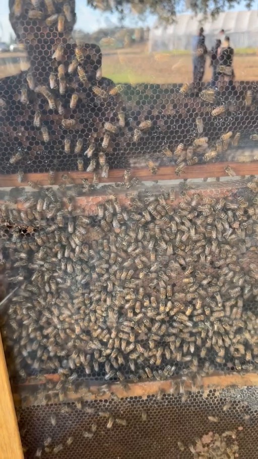 Live honeybees covering honeycomb behind the glass of an observation hive